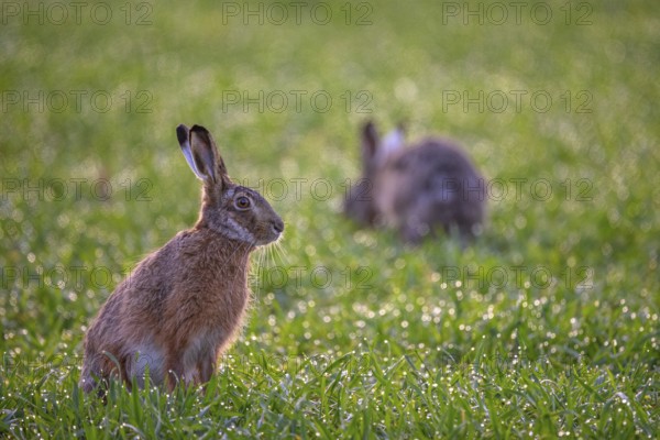 A hare (Lepus europaeus) sits attentively in the damp grass, another hare in the background, Dümmer
