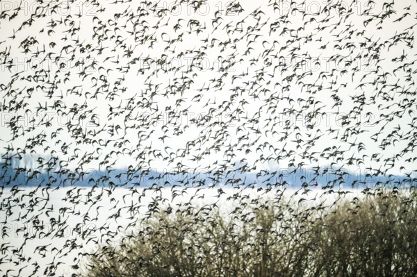 A dynamic scene of a flock of starlings (Sturnus vulgaris) flying close over a lake and trees,