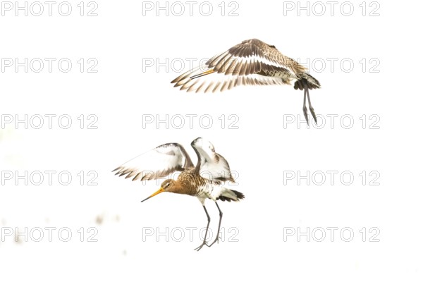 Two black-tailed godwits (Limosa limosa) flying dynamically through the white sky, high key image,