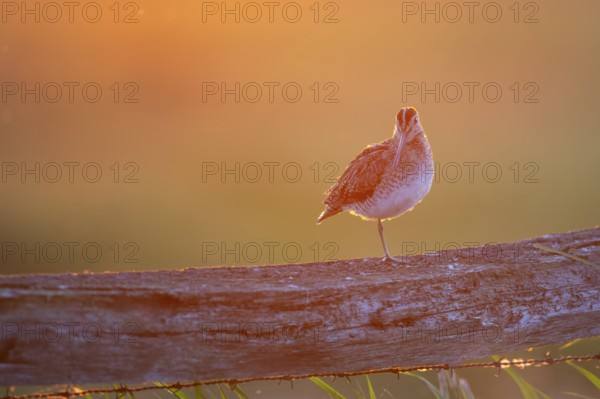 A common snipe (Gallinago gallinago) sits on one leg on a wooden fence in front of an orange