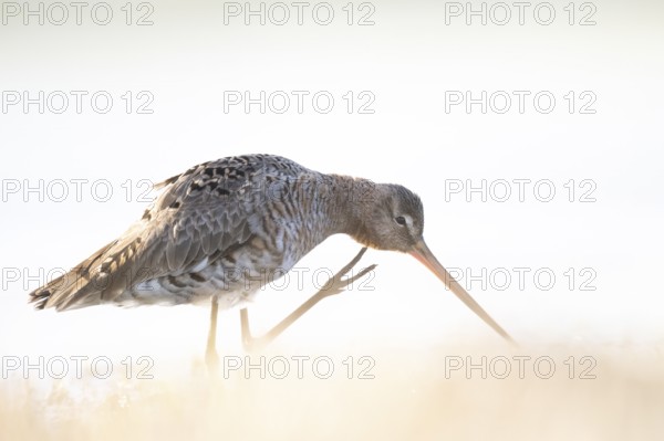 A black-tailed godwit (Limosa limosa) in a calm pose with a long beak and detailed plumage in a