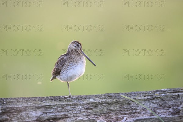 A common snipe (Gallinago gallinago) stands on a log in quiet green surroundings, perfect