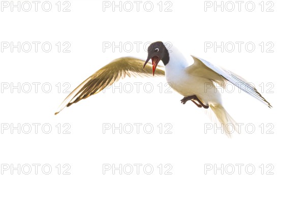 A flying black-headed gull (Larus ridibundus) with spread wings against a light-coloured