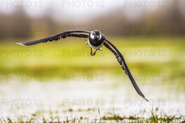A lapwing (Vanellus vanellus) flies over a meadow with outstretched wings, Dümmer nature park Park,
