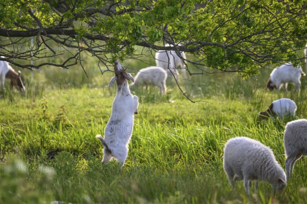 A goat standing on its hind legs, eating the leaves of an oak (Quercus robur), surrounded by other