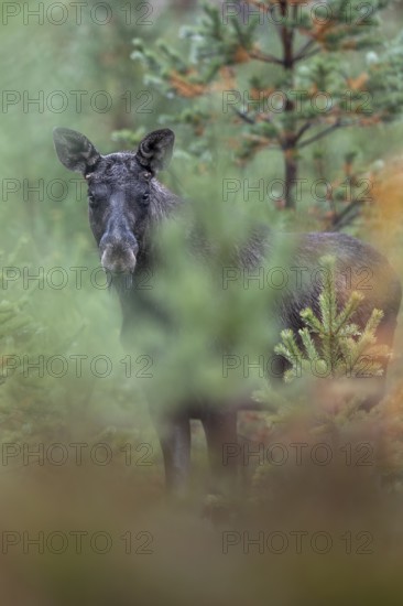 A young bull moose (Alces alces) stands in a spruce forest and observes the photographer, secretly,