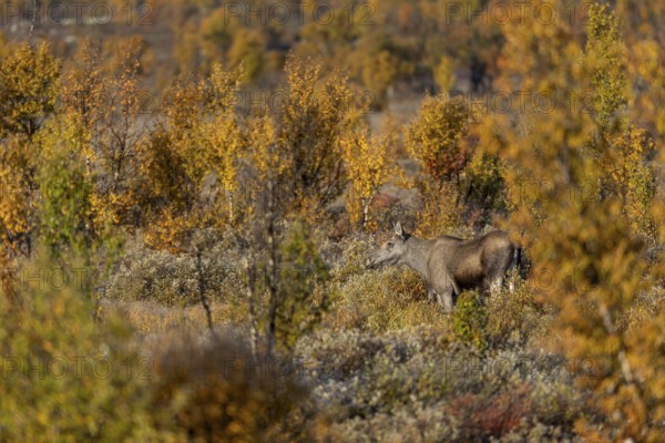 A moose cow (Alces alces) enjoys the first warming rays of the morning sun, autumn, Ruska, rut,