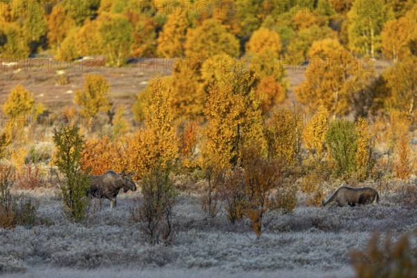 The young bull moose (Alces alces) cautiously approaches a young female and no other male seems to