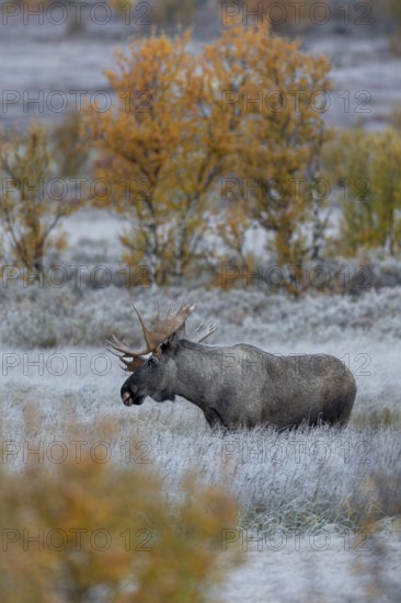 Rutting bull moose (Alces alces) slowly sway their heads back and forth, making soft, barely