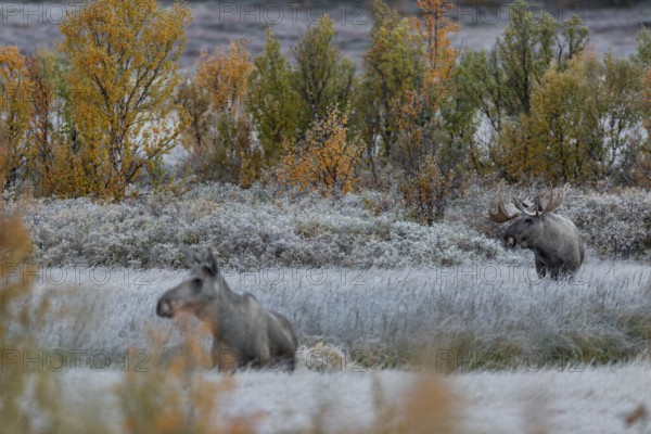 From mid-September the bull moose (Alces alces) begin to search for rutting females, hoarfrost,