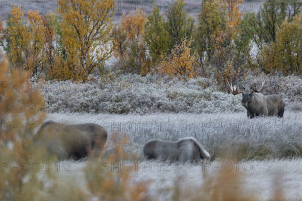 After a few minutes have passed, the moose calf joins the mother, the moose shoveler (Alces alces)