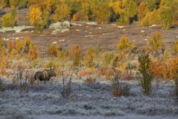 A young bull moose (Alces alces) walks towards a cow moose in the warm light of the morning sun,