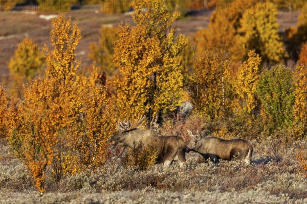 The bull moose (Alces alces) has only briefly tested the young female's readiness to mate, autumn,