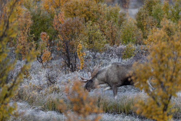 The bull moose (Alces alces) follows the female into the dense and barely visible vegetation,