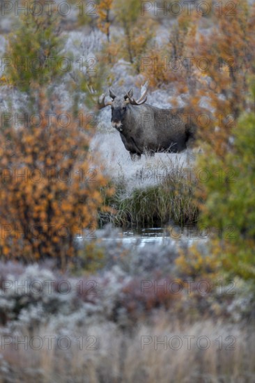 I've been photographing this bull moose (Alces alces) for 20 minutes and I'm happy about the