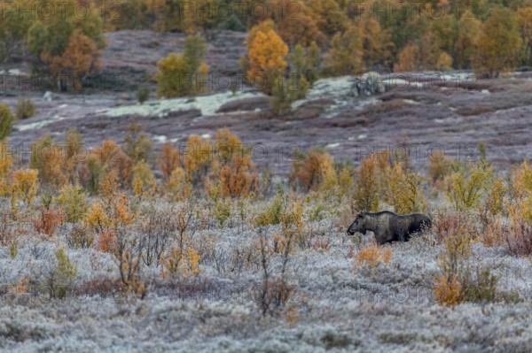 A young bull moose (Alces alces) walks through a swamp area with fantastic autumn colours,