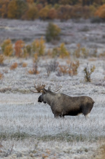 In the wider area, younger males move through the marshland and are closely watched by the older
