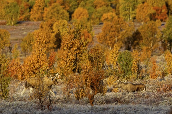 Suddenly the moose shoveler (Alces alces) reappears and approaches the young cow moose, concealed