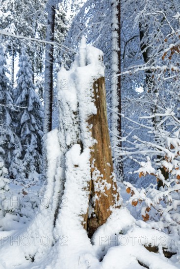 Snowy tree stump, tree trunk, forest, snow, winter, Sieversen, Samtgemeinde Rosengarten, Lower