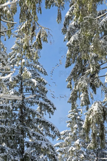 Snowy trees, conifers, flying goose swarm, forest, snow, winter, Sieversen, Samtgemeinde