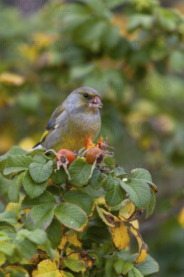 A male greenfinch (Chloris chloris) eating the seeds of the potato rose (Rosa rugosa), Helgoland,