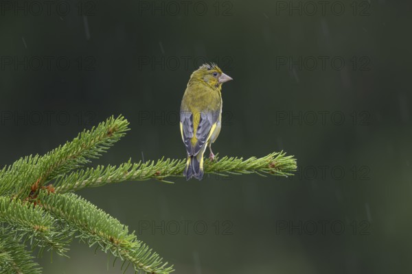 The male greenfinch (Chloris chloris) waits patiently on his singing perch for the end of the rain