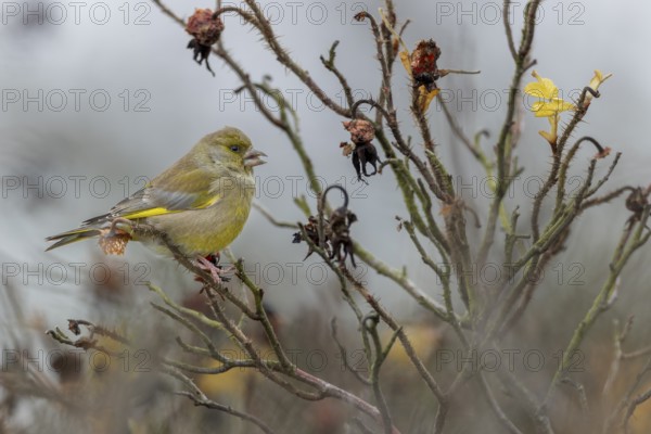 A male greenfinch (Chloris chloris) eating the seeds of the potato rose (Rosa rugosa), Rabatte,