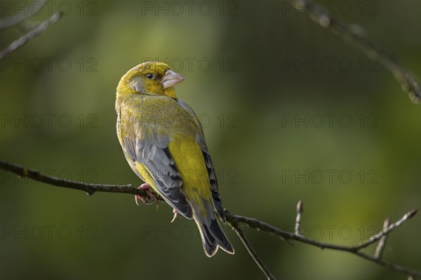 Ein Grünfink (Chloris chloris) Männchen sitzt auf einem Zweig / A male European greenfinch sits on