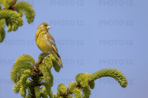 A male greenfinch (Chloris chloris) uses the top of a spruce tree as a singing platform, breeding