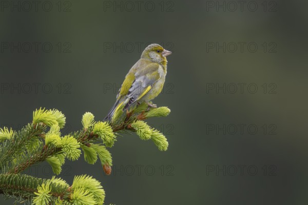 A male greenfinch (Chloris chloris) using a spruce branch as a singing platform, breeding season,