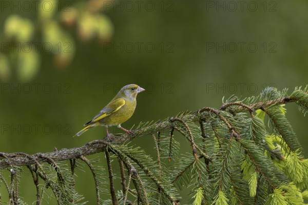 The greenfinch (Chloris chloris) looks very dainty for a finch, the strong beak in comparison to