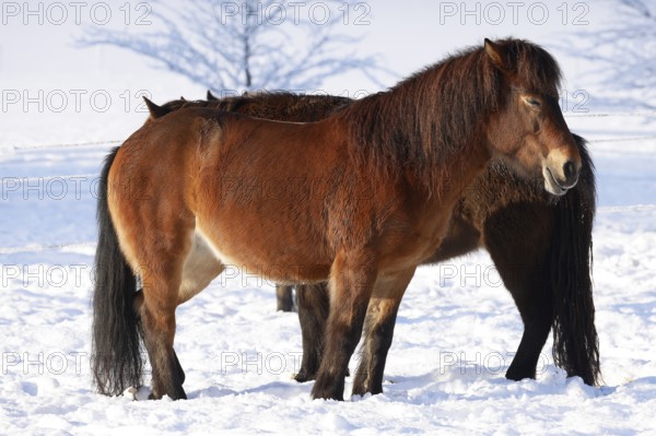 Icelandic horses (Equus islandicus) standing relaxed in winter on a meadow covered with snow,