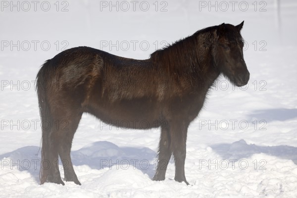 Icelandic horse (Equus islandicus), gelding standing in winter in the fog on a meadow covered with