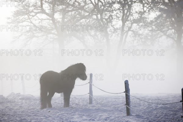 Icelandic horse (Equus islandicus) standing in winter in the fog on a meadow covered with snow,