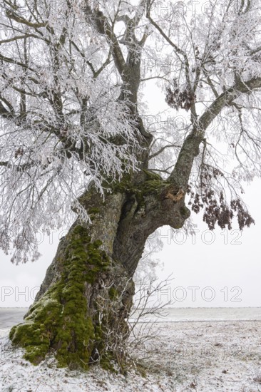 A distinctive linden tree with hoarfrost in the Swabian Jura. The Lindele natural monument in