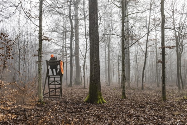 Driven hunting in Schönbuch. In autumn, hunters go hunting for wild boar and deer. Drivers in