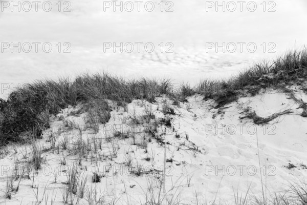 Dunes with tall grass, natural coastal landscape, monochrome, Provincetown, Race Point Beach, Cape