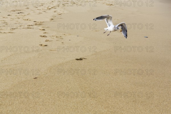 Seagull (larus) with food in its beak, flying over the sandy beach, Provincetown, Race Point Beach,