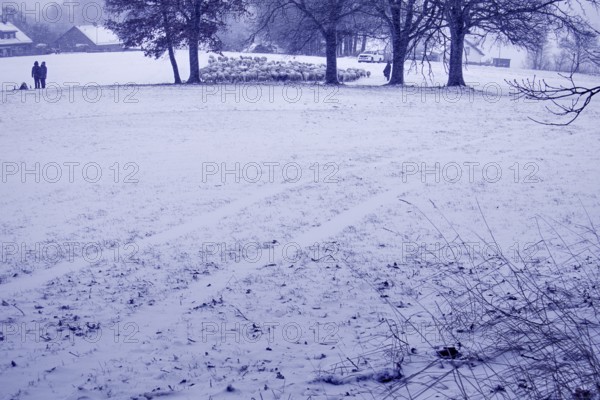 Wintery village landscape with snow-covered fields and trees, sheep in the background, quiet