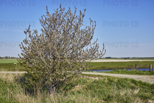 Bird cherry (Prunus avium), free-standing tree, blossoms, agricultural land, fields, meadows,