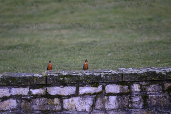 Two kingfishers (Alcedo atthis) mating on a stone wall, surrounded by green lawn, Paderquellgebiet,