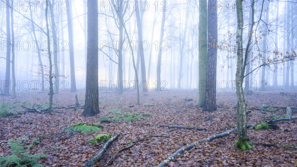 Mystical forest in fog with leaves and fern leaves on the ground, A foggy, quiet forest with