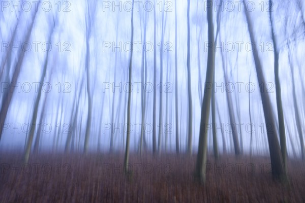 Blurred forest with bluish fog and bare trees, mystical atmosphere, abstract depiction of a forest