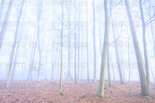Mystical foggy forest with tall trees and autumn leaves, calming woodland with foggy, bare trees,