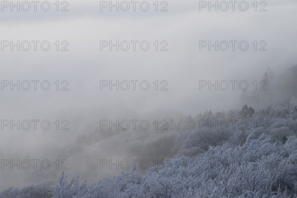 Thick fog over a snowy hilly and forest landscape, Hermannsweg an der Steinegge, Dissen am