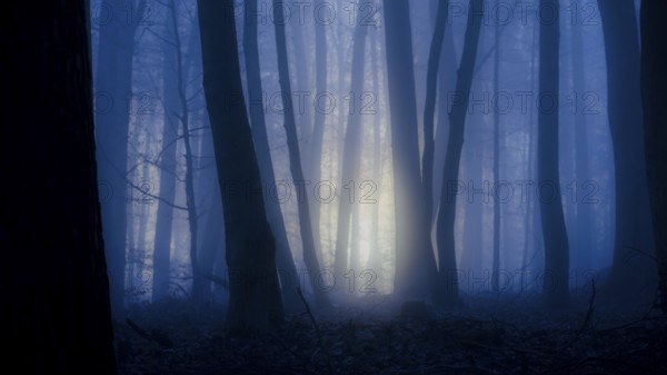 Dark forest with blue fog and rays of light through the trees, mysterious, A mystical forest at