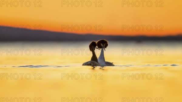 Two great crested grebes (Podiceps Scalloped ribbonfish) in the water at sunset, their silhouettes