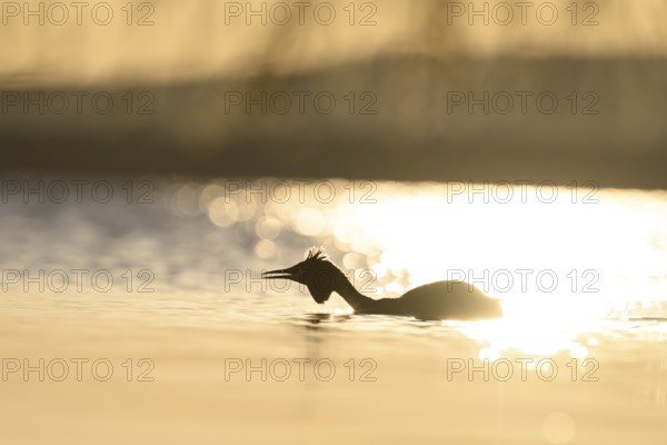 Silhouette of a great crested grebe (Podiceps Scalloped ribbonfish) on the water in the golden