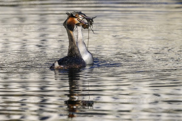 A mating pair of great crested grebes (Podiceps Scalloped ribbonfish) swimming close together in