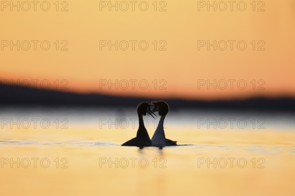 Two great crested grebes (Podiceps scalloped ribbonfish) form a heart-shaped silhouette at sunset